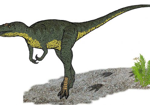 nanotyrannus_lancensis_tqwr_400